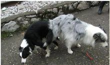 第一次养小动物