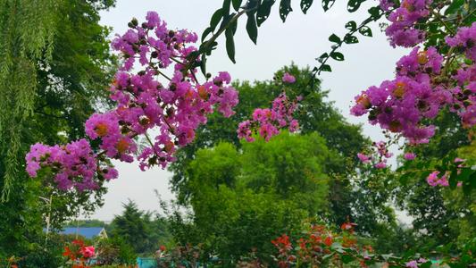 美丽的战河