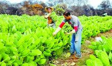 我最喜欢的仙人掌