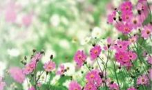 开在记忆深处的花