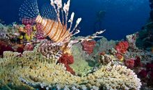 奇妙的海洋世界