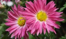 一朵花儿的记忆