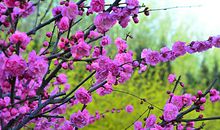 春天，花的世界