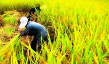 走过那片秋天的田野