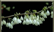 春天在校园飞舞