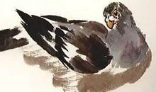 我为鸽子而流泪