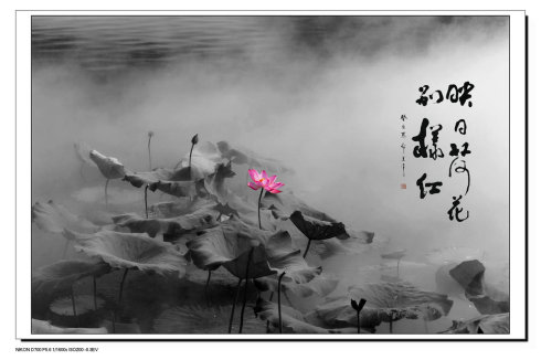 历史记录不需要“监视访客”