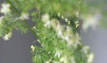 没有哪棵草不开花