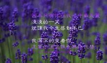 勿忘我_200字