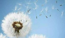 六年级诗歌：蒲公英_200字