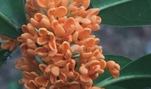 又是桂子飘香时