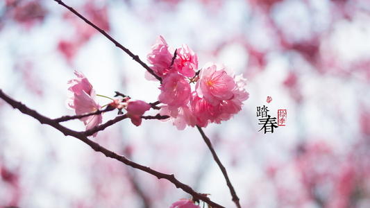 塔春