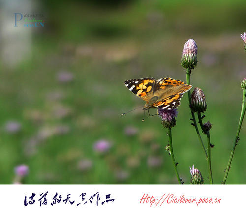 蝴蝶飞下来