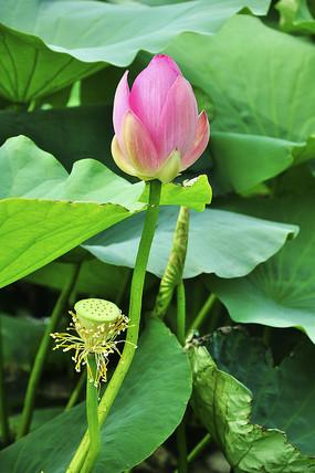莲花心