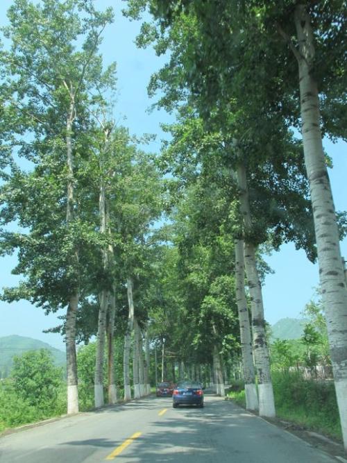 白杨在路边_750字