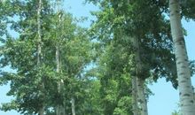 路边的白杨_750字