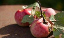 苹果生锈的秘密