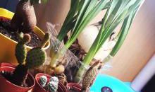 霸王,别姬_700字