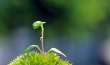 我是一棵草_600字