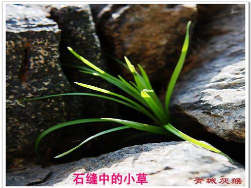 裂缝中的草