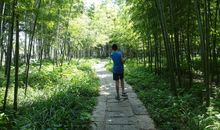 家乡的竹林_400字