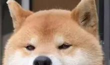 今天我的狗狗怎么了？