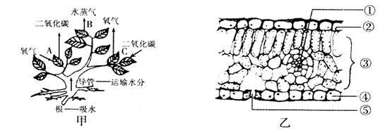 植物呼吸_500字