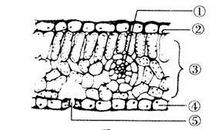 植物的呼吸_500字
