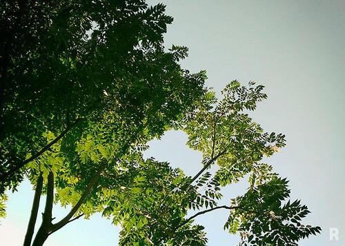 那棵树