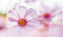 你是我指尖的格桑花