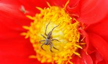 花丛中的精灵_350字