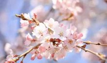 诗词中绽放的花事