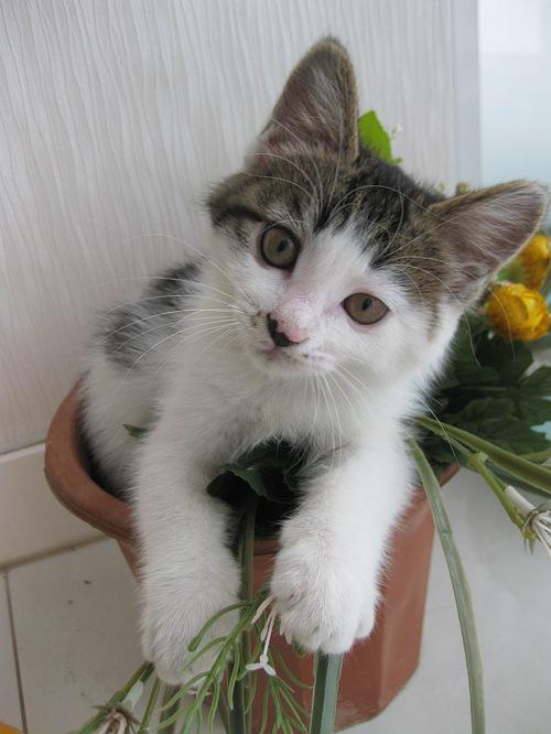 聪明的小猫