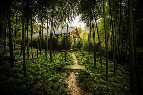 故乡的竹海