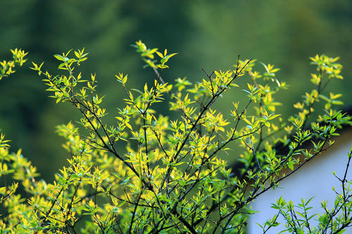 春山_550字