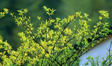 山里的春天_550字