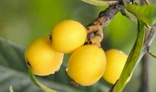 家乡的枇杷