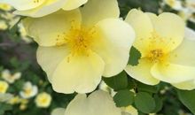 平淡中也有快乐