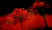 把花种在自己的心里