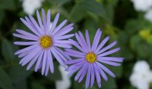 开在心头的野菊花