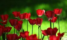 幸福之花悄然开放