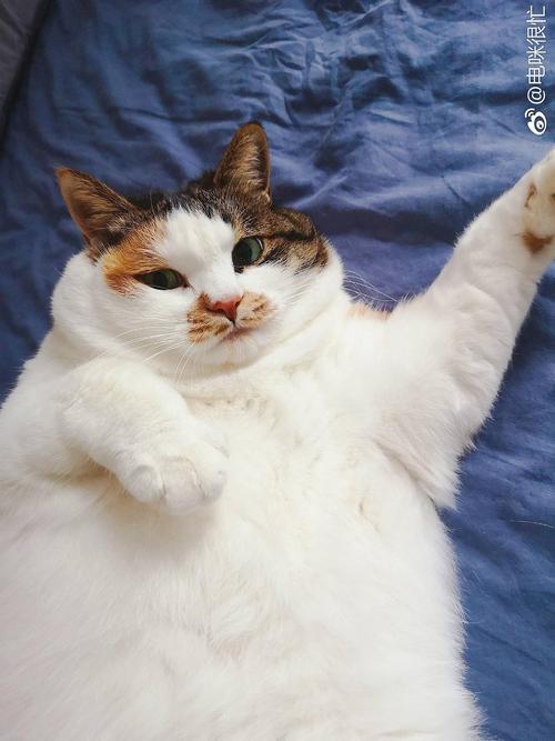 我想象中的猫
