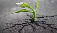 逆境也是一种财富