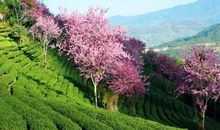 曾经错过的一个春天