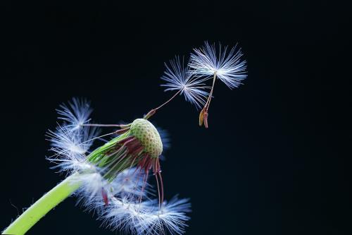 飞蒲公英