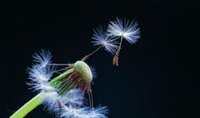 会飞的蒲公英
