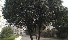 校园里的桂花树