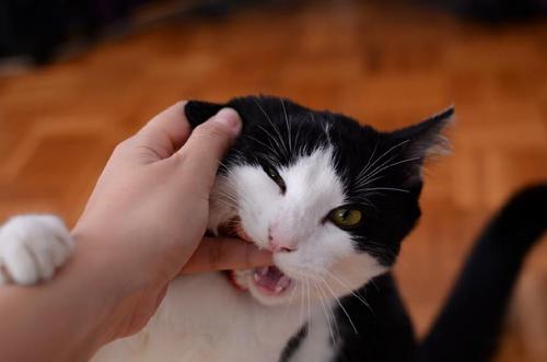 我最喜欢的小猫