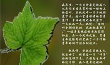 一片绿叶的启示