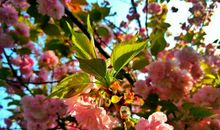 又是一年花开时